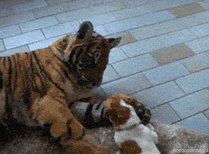 cute-gif-tiger-dog-best-friends-hug