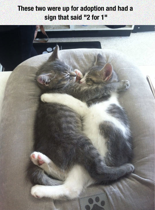 Two Kittens Are Better Than One
