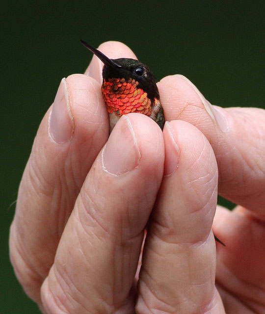 A Ruby Throated Hummingbird