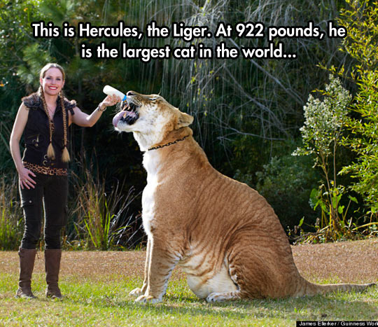 The Biggest Cat In The World