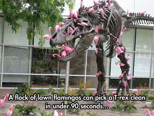Flamingos Are Very Dangerous