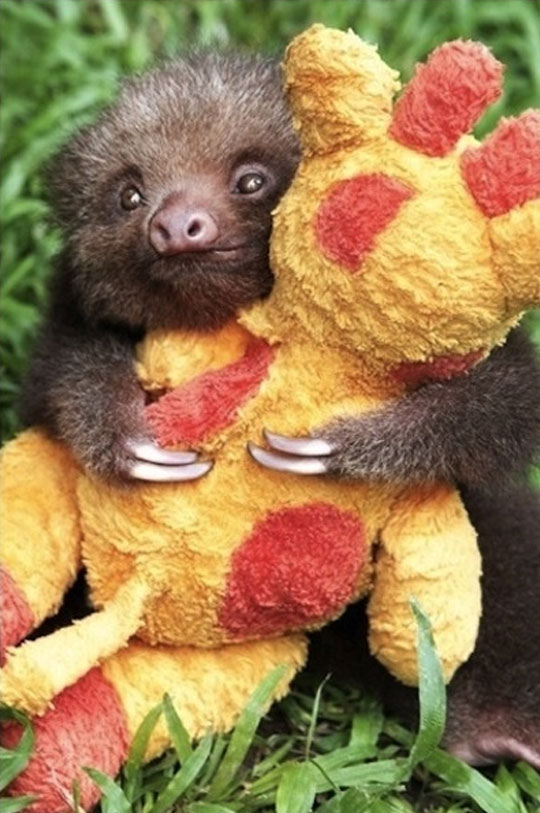 funny-baby-sloth-hold-stuffed-giraffe