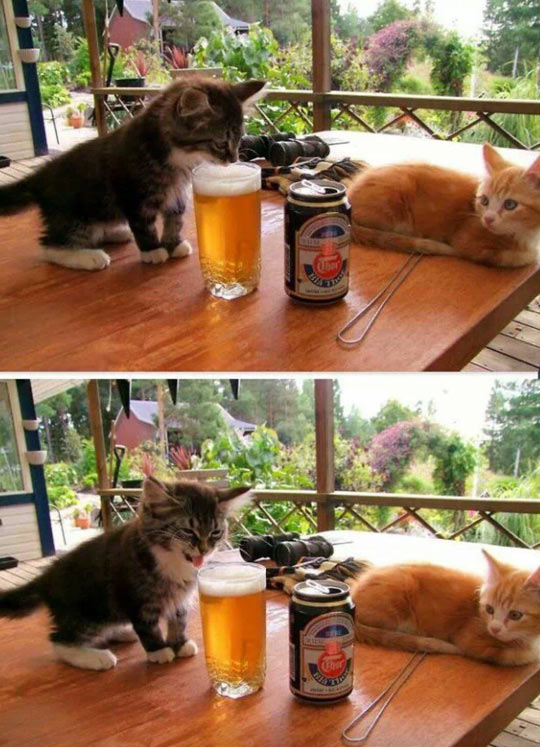 Beer Is Not For Kittens