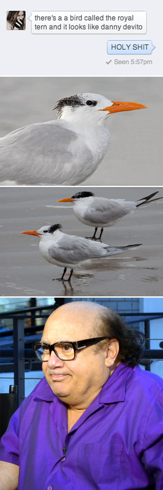 funny-bird-Danny-Devito-look-alike