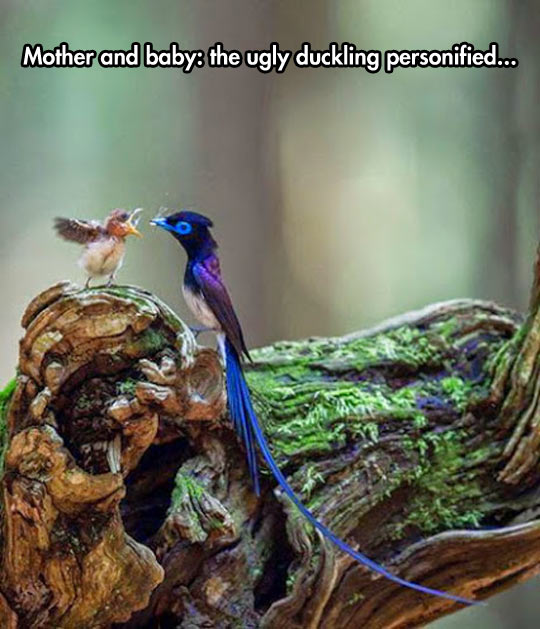 funny-bird-beauty-ugly-baby-feeding