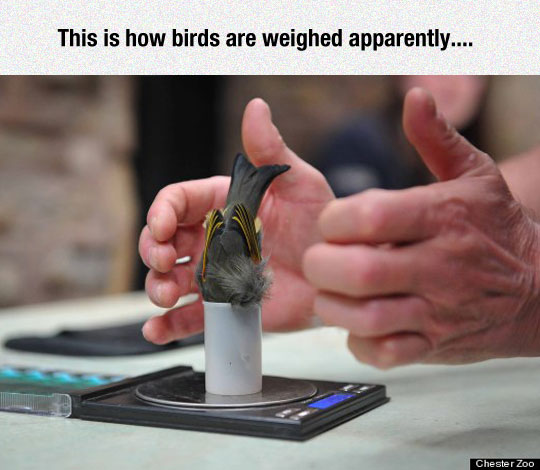 How Zoologists Weigh Tiny Birds