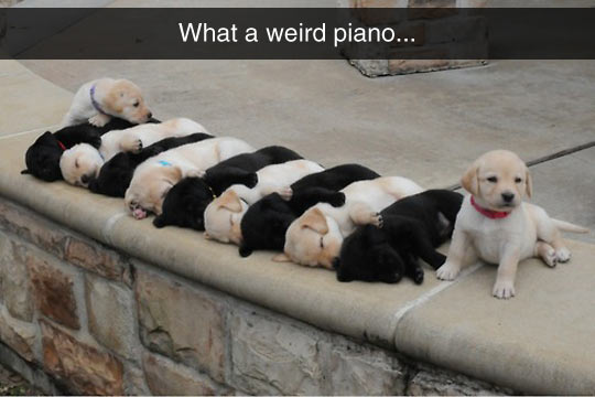 The Keys Are Alive, With The Sound Of Puppies