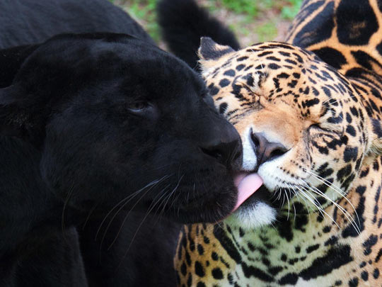 funny-blank-panther-jaguar-licking