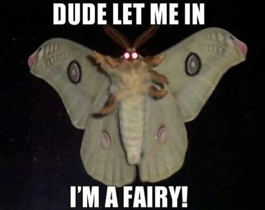 funny-butterfly-window-scary-fairy