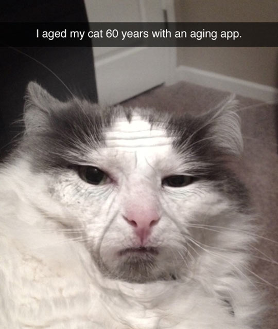 Aging My Cat