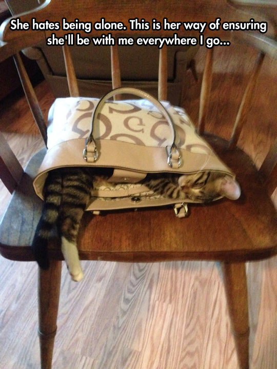 funny-cat-bag-purse-sleeping