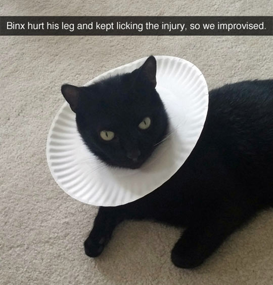 funny-cat-black-dish-neck-shame
