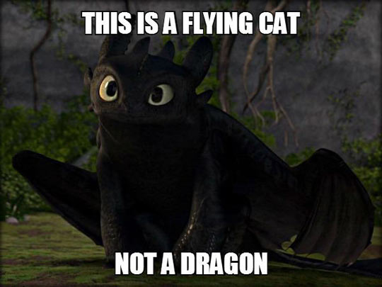 funny-cat-dragon-Toothless-moves