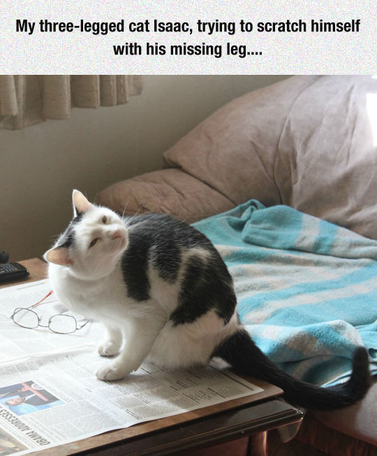 funny-cat-leg-missing-scratch
