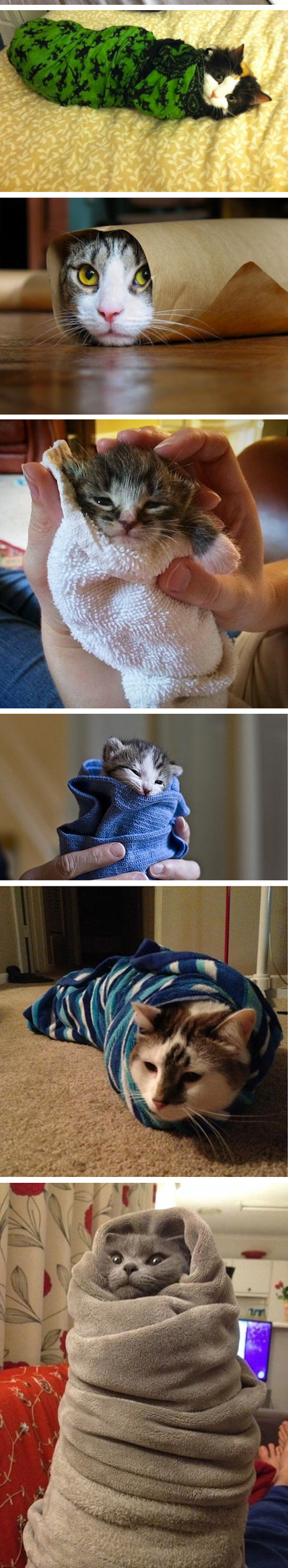 funny-cats-cover-towels-fabric-burrito-tiny-heads