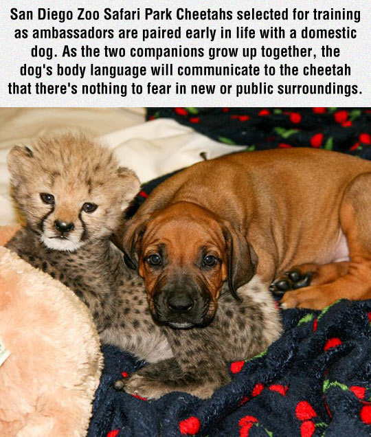 Cheetahs And Dogs