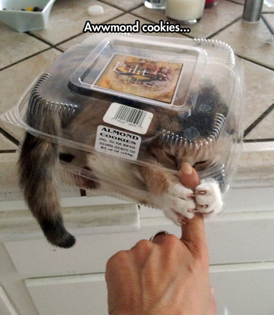 Cat inside plastic box