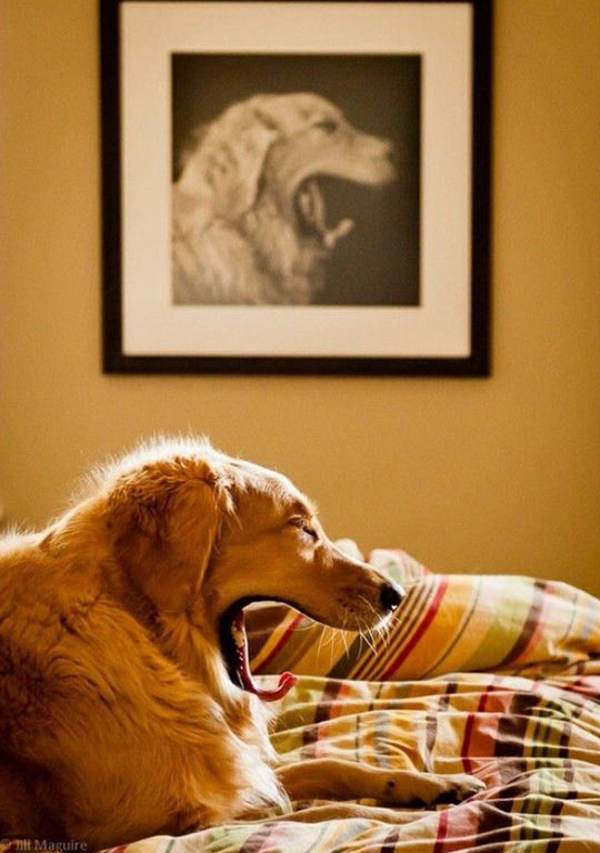 funny-dog-bed-portrait-same