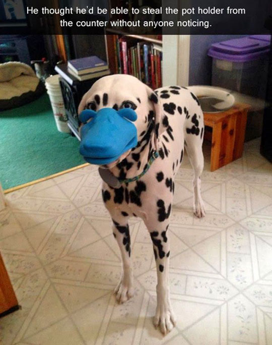 funny-dog-biting-pot-holder