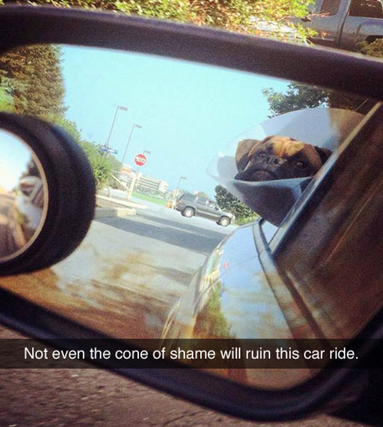 funny-dog-cone-shame-ride-car