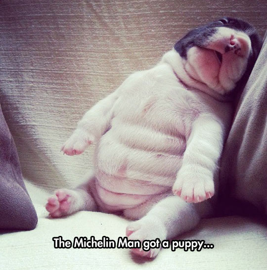 Cute Fat Puppy