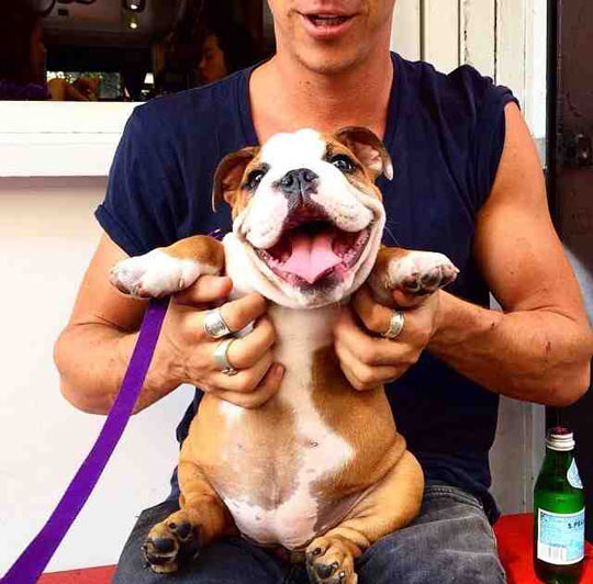 funny-dog-happy-bulldog-face