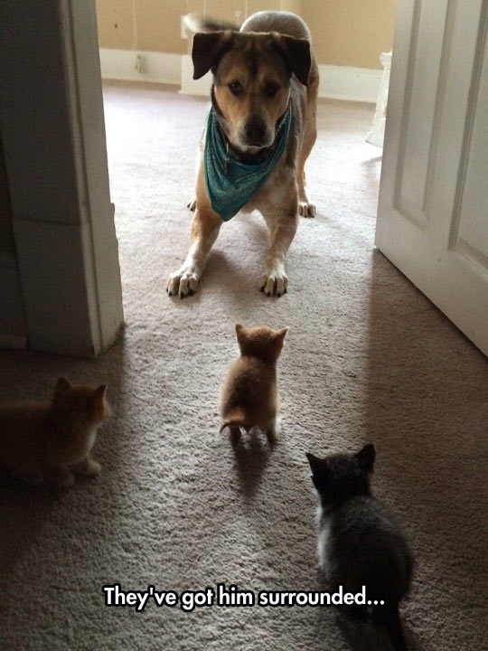 funny-dog-kitten-surrounded-home