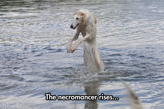 funny-dog-sea-jump-water