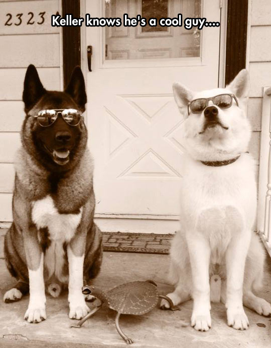 funny-dogs-glasses-cool-looking