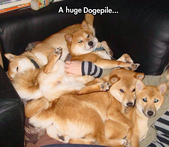 Such Doges, Many Fur