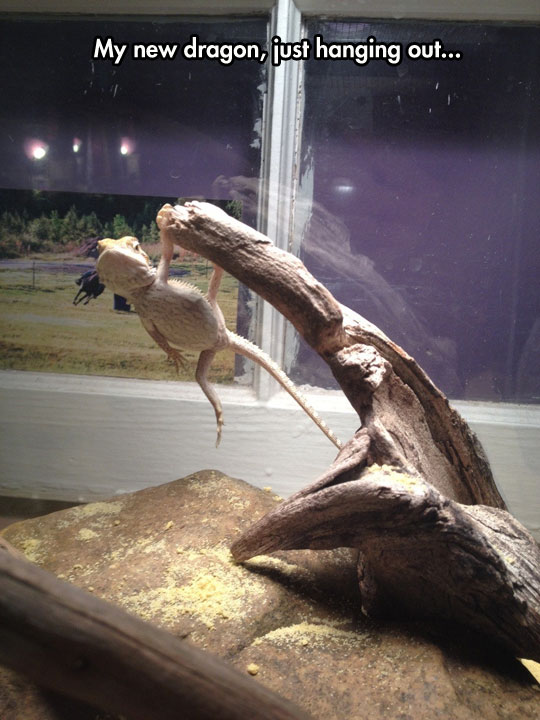 funny-dragon-pet-hanging-wood