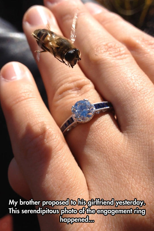 This Bee Has A Thing For Engagement Rings