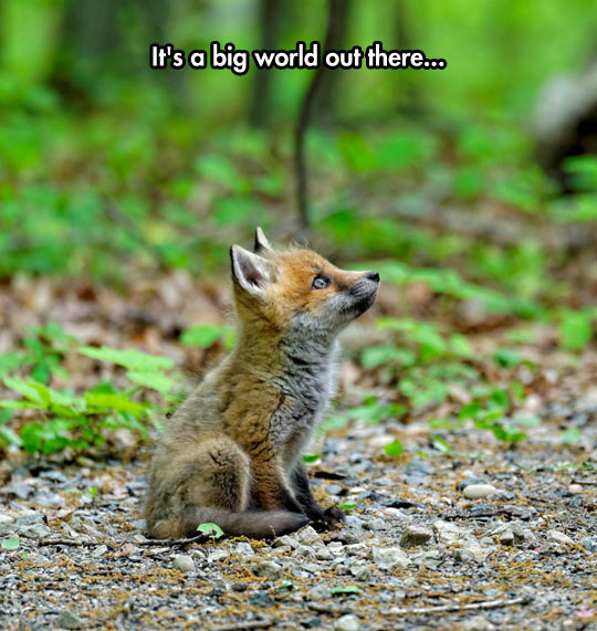 Baby Fox Is Fascinated