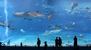 Okinawa Churaumi Aquarium (1,981,000 Gallons Of Water)﻿