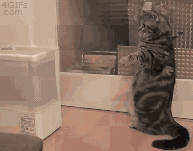 Cat Playing With Steam