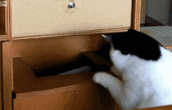 funny-gif-cat-trying-to-fit
