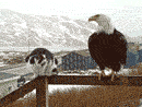 funny-gif-eagle-cat-talking