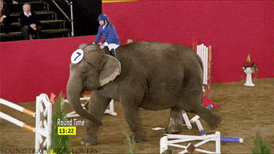 This Elephant Laughs At Your Rules