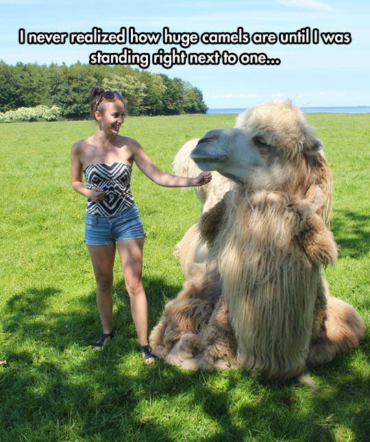 funny-girl-camel-giant-size