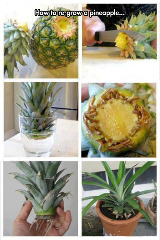 Re-Growing A Pineapple