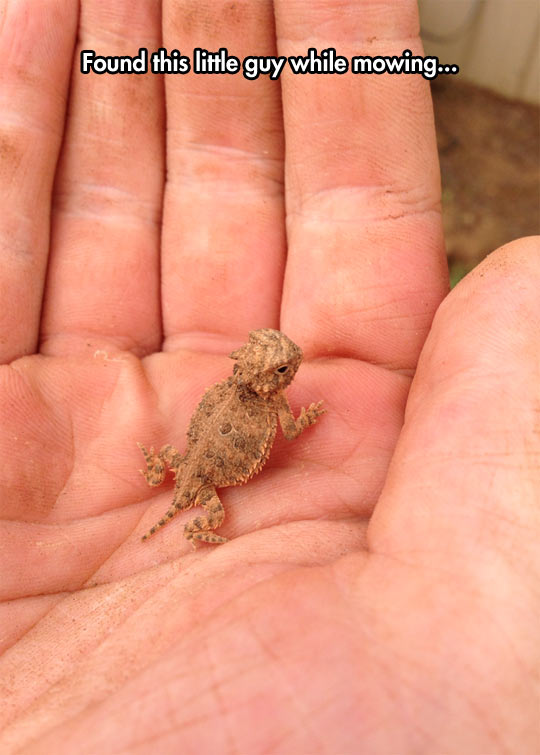 A Baby Horned Lizard