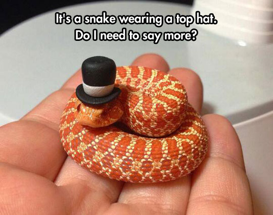 This Snake Is A Real Charmer
