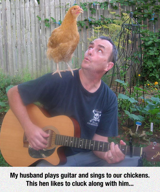 funny-man-guitar-singing-chicken