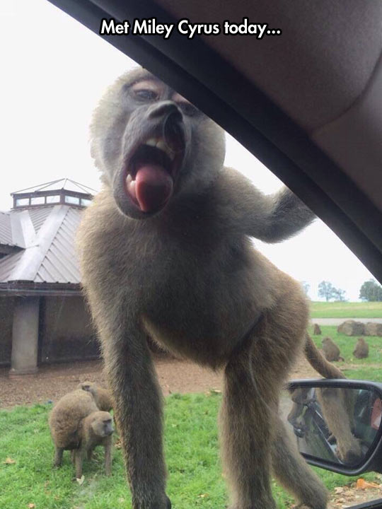 funny-monkey-car-glass-licking