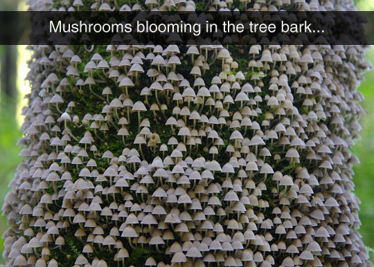 funny-mushrooms-blooming-tree-bark
