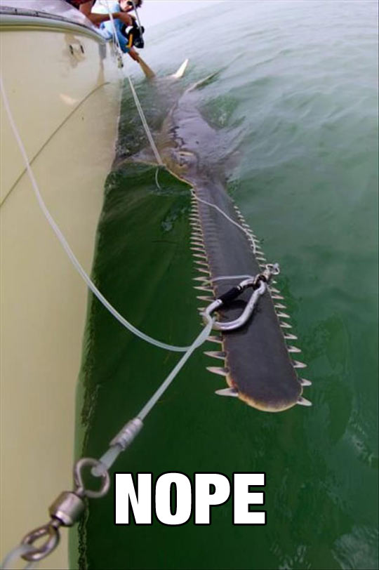 funny-ocean-boat-fishing-shark-teeth