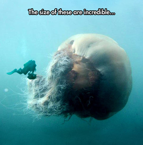 funny-ocean-giant-jellyfish-diver