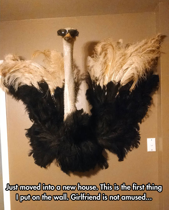 funny-ostrich-glasses-hanging-wall