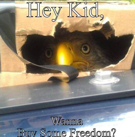 funny-owl-box-hole-trapped