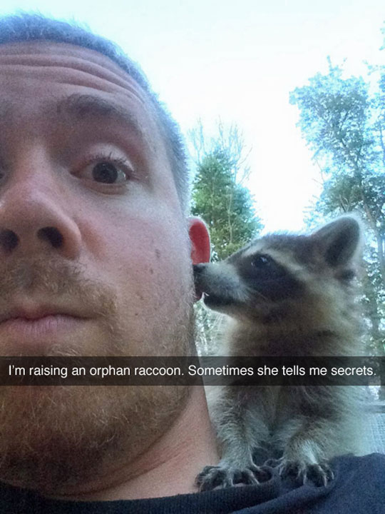 Raccoon Secrets